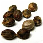 Семена марихуаны АК-47  (Seeds AK-47) в Жердевке